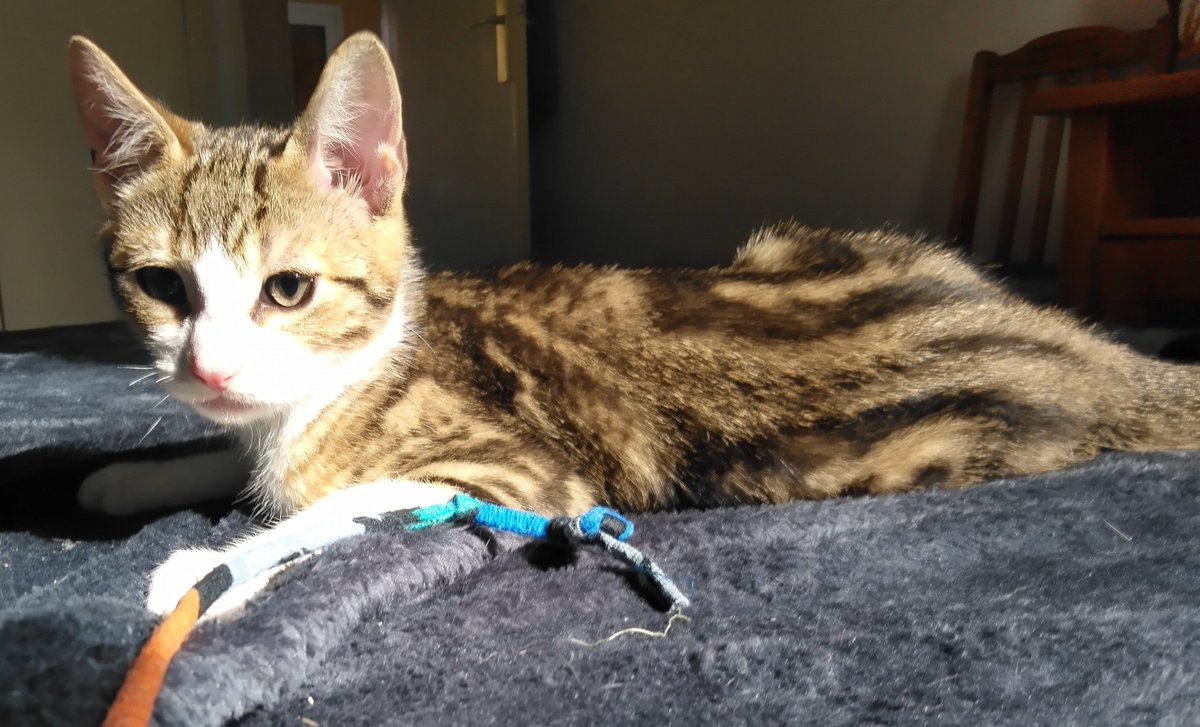 13Francette's tweet photo. Aucune demande pour eux.
Personne ne souhaite adopter mes pauvres petits 😻😿😿
Maman de 1a stérilisée son chaton et sa soeur ont 3mois 1/2.
Tous vaccinés, déparasités et très sociables. Si vous ou si vous avez des amis qui souhaitent adopter en asso 🙏
Merci de RT pour eux🙏😻 https://t.co/5eyAEOpTxE