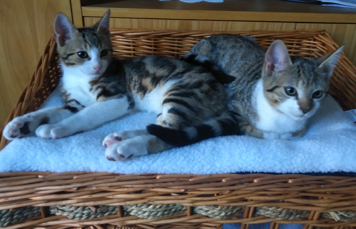 13Francette's tweet photo. Aucune demande pour eux.
Personne ne souhaite adopter mes pauvres petits 😻😿😿
Maman de 1a stérilisée son chaton et sa soeur ont 3mois 1/2.
Tous vaccinés, déparasités et très sociables. Si vous ou si vous avez des amis qui souhaitent adopter en asso 🙏
Merci de RT pour eux🙏😻 https://t.co/5eyAEOpTxE
