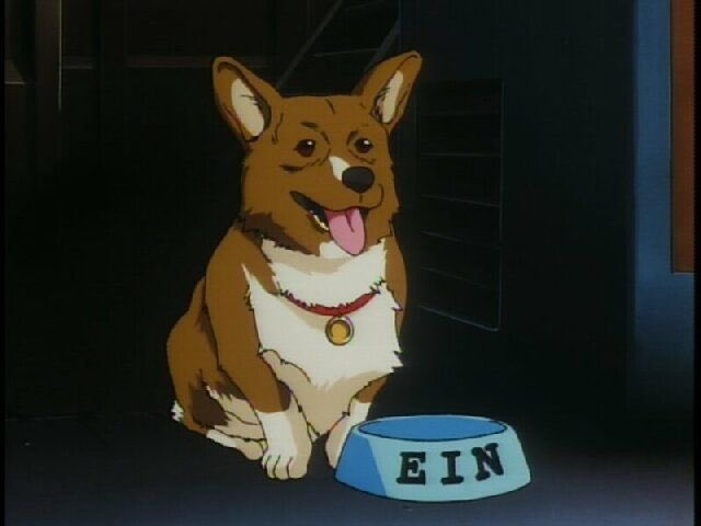 pointy_earOTD's tweet photo. today’s first pointy eared character is Ein from Cowboy Bebop!! https://t.co/3oW3JESx68