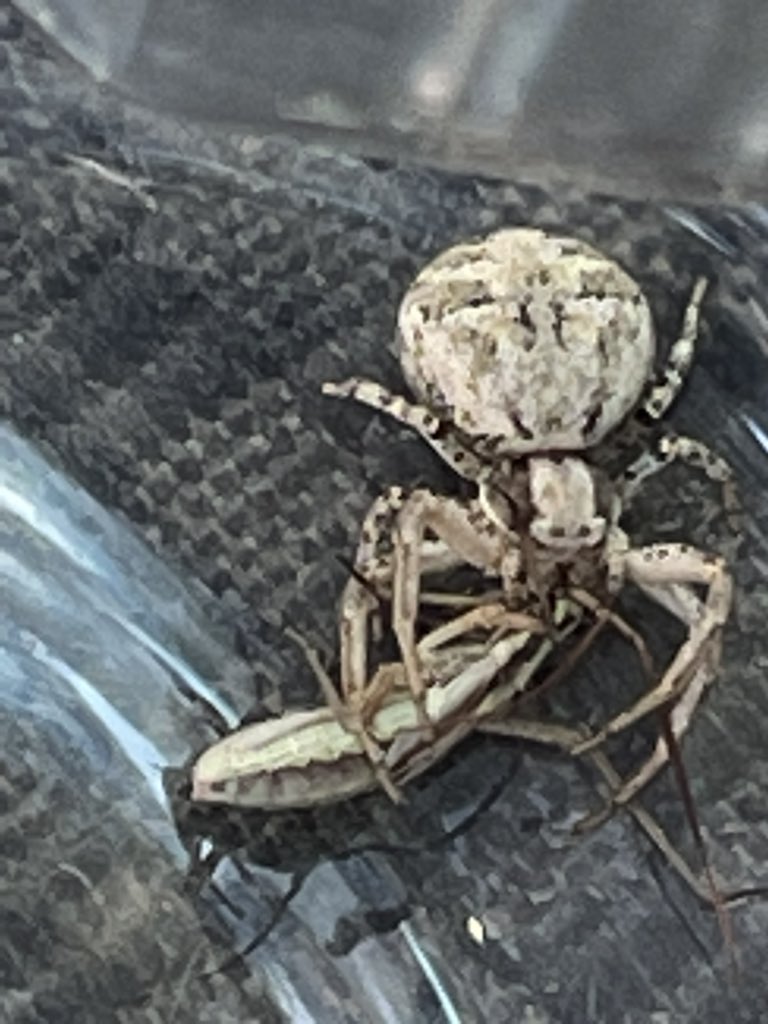 406Agronomy's tweet photo. 10-0 record!
Sweeping and collecting hoppers for staging and didnβt realize this bada$$ was in the bottle! Good day to be a carnivore not so good for the herbivoresβ¦
#bugsrule #406agronomy #β€οΈagronomy https://t.co/5PSaKpOchK