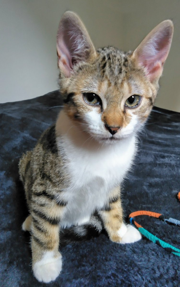 13Francette's tweet photo. Aucune demande pour eux.
Personne ne souhaite adopter mes pauvres petits 😻😿😿
Maman de 1a stérilisée son chaton et sa soeur ont 3mois 1/2.
Tous vaccinés, déparasités et très sociables. Si vous ou si vous avez des amis qui souhaitent adopter en asso 🙏
Merci de RT pour eux🙏😻 https://t.co/5eyAEOpTxE