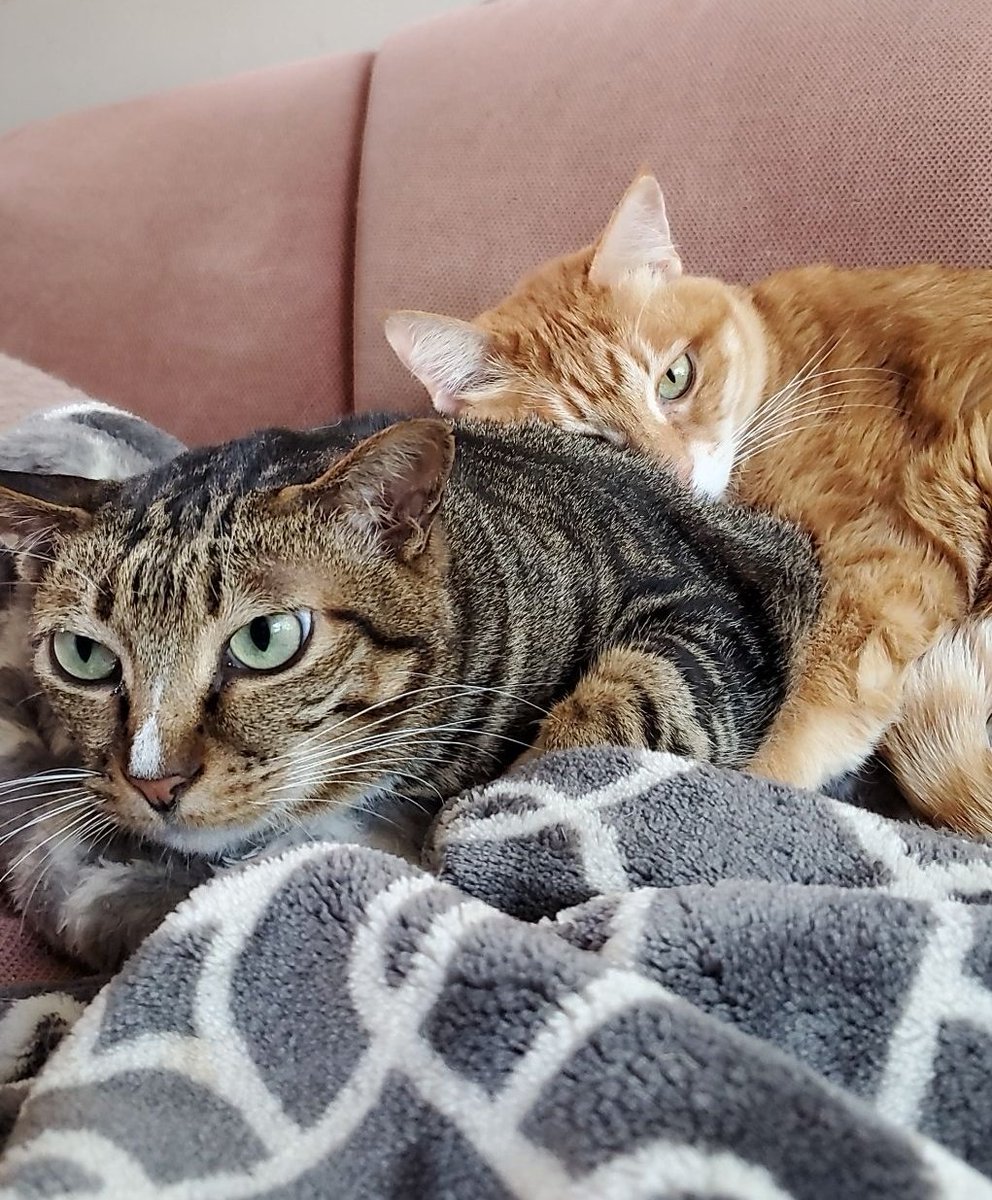 roth220's tweet photo. @petfindernames I too have a cat https://t.co/odF2FD6f5D