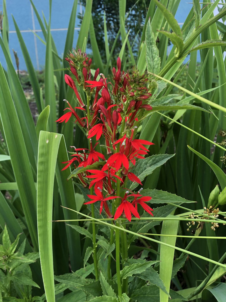 Yoko Kato tweet media