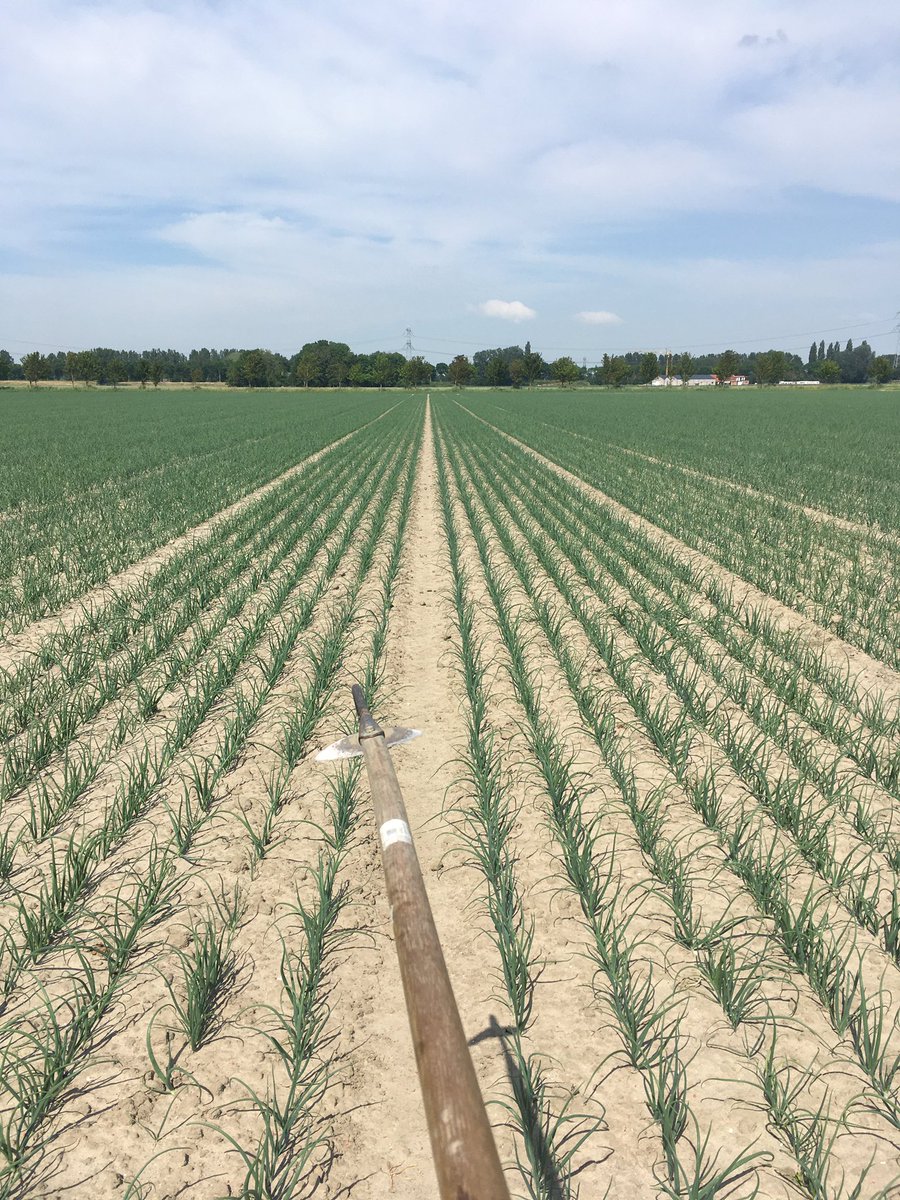 Gisteren in de rooie uien 🧅 die snakten naar een buitje regen 🌧. Inmiddels is er wat gevallen gelukkig!