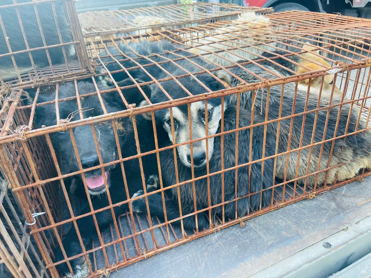 humaneworldnews's tweet photo. BREAKING YULIN RESCUE 🚨: 68 dogs destined for slaughter have been rescued in China .Many are starving, dehydrated and in desperate need of veterinary treatment. 
Please, make a donation to support immediate care for the dogs &amp; protect all animals: https://t.co/4Mx0bCvd4v https://t.co/f4UhbIocTa
