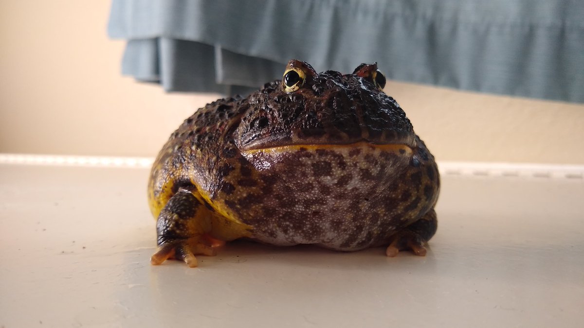 LimetheFrog1's tweet photo. #WeShouldNormalize frogs ruling over humanity. That is all https://t.co/lbgI4K2Ao9