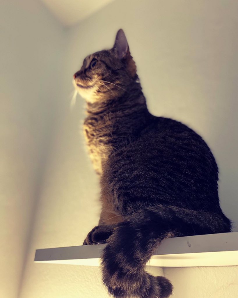 Medvidekpu's tweet photo. #hvezda #sisithecat.  Dnes je #policka oblíbené misto. #policka nad mým stolem. A je to bozsky uklidňující kdyz tam spí https://t.co/jpZxif4gSm