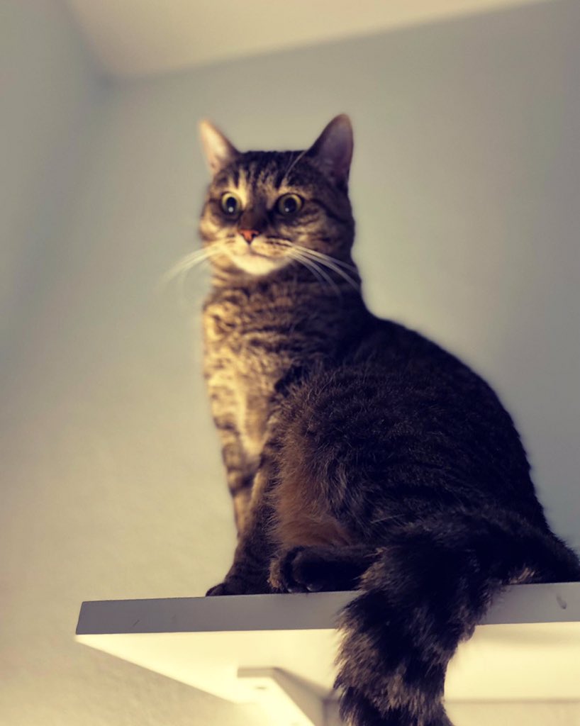 Medvidekpu's tweet photo. #hvezda #sisithecat.  Dnes je #policka oblíbené misto. #policka nad mým stolem. A je to bozsky uklidňující kdyz tam spí https://t.co/jpZxif4gSm