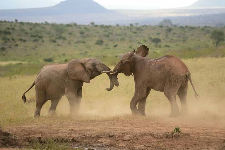 HonourableMedia's tweet photo. TOUR AFRICA TODAY With #KSLHotels
https://t.co/gKhe69HmiU
Looking for a Serene,Tranquil Place for a Thrilling,Memorable and Restful Getaway,Vacation,Retreat,Seminar,Cocktails,Team Building,Picnic,Game Drive/Viewing,Retreat,Banqueting e.t.c.#Ngulia Safari Lodge is  the Place to Be https://t.co/wgQV70Af6P