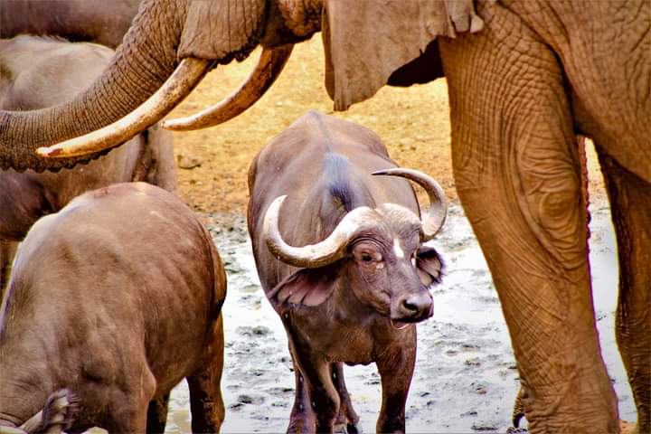 HonourableMedia's tweet photo. TOUR AFRICA TODAY With #KSLH
https://t.co/gKhe69HmiU
Looking for a Serene,Tranquil Place for a Thrilling,Memorable and Restful Getaway,Vacation,Retreat,Seminar,Cocktails,Team Building,Picnic,Game Drive/Viewing,Retreat,Banqueting e.t.c. #Ngulia #SafariLodge is  the Place to Be https://t.co/1wHQ4VGIh4