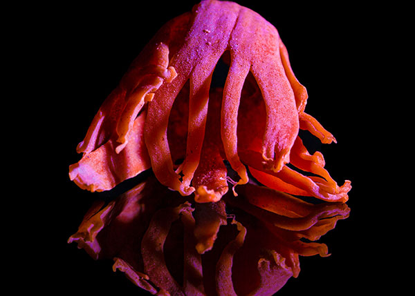 Featured Artist Nikita Kamat - mailchi.mp/3b3010f942f6/f… @nikitakamatphoto #hobokenarts #hobokenart #hobokenartist #njartist #hoboken #photography #foodphotography