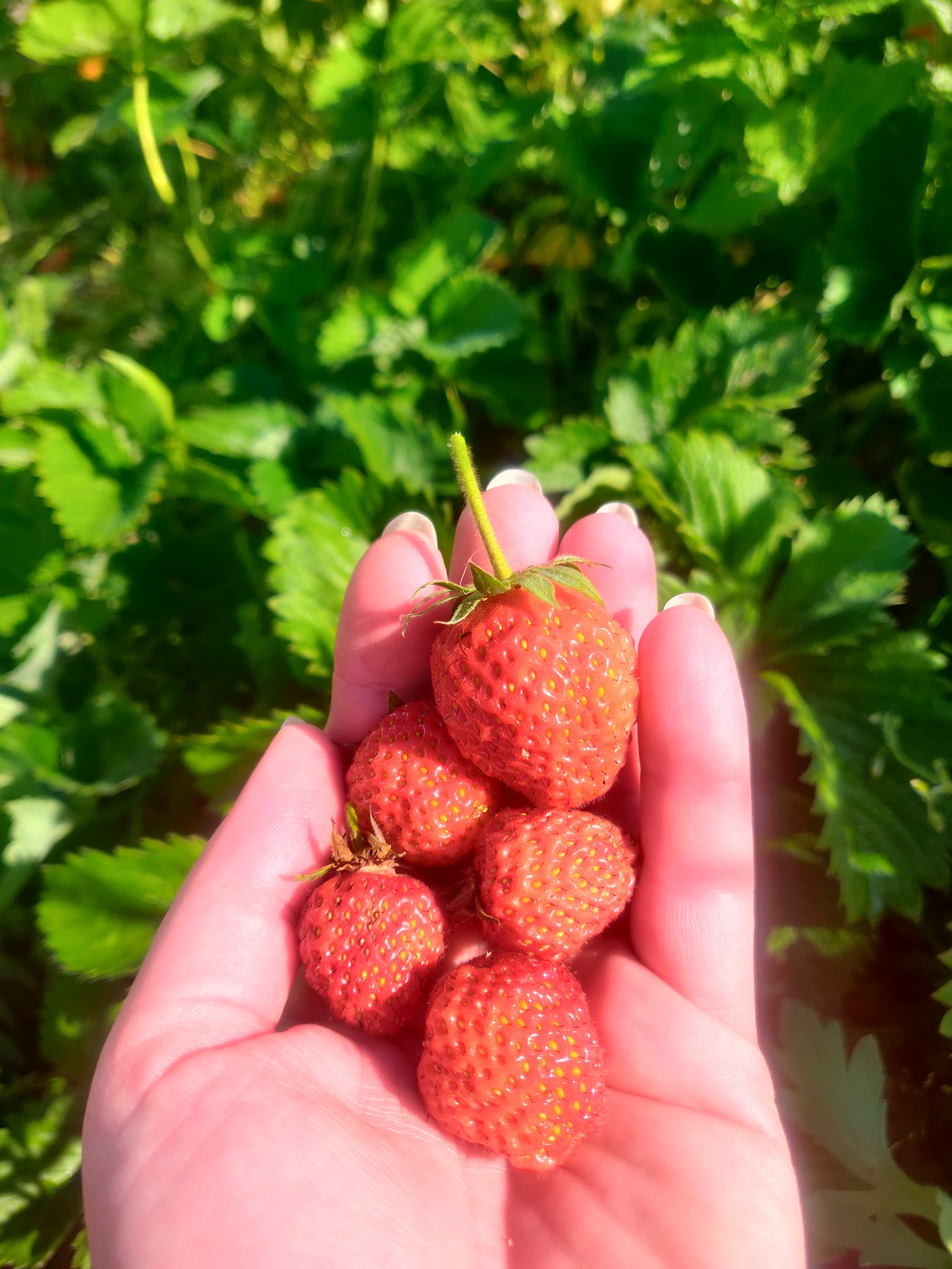 🍒 Deedee Chérie 🍒 On Twitter Nog Aardbeitjes In De Tuin 🍓😍