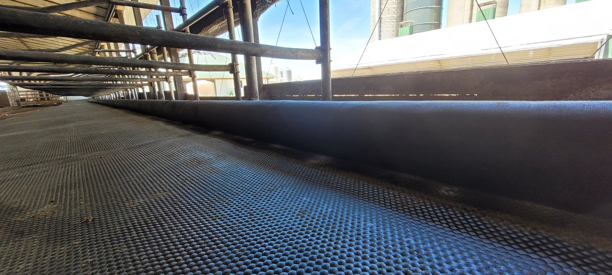 Bioret_Agri's tweet photo. 📷🐄Earlier this week we installed #Bioret Agri Aquaboard water brisket + Dairy Scratchy rubber cow brushes at Clovermead farms! 
Installation by @ConestogoAgri @BenHennessy10 👏
Trauma-free brisket that is cow friendly, adjustable and can be used in any stall design. #cowcomfort https://t.co/SD2qEINJIx