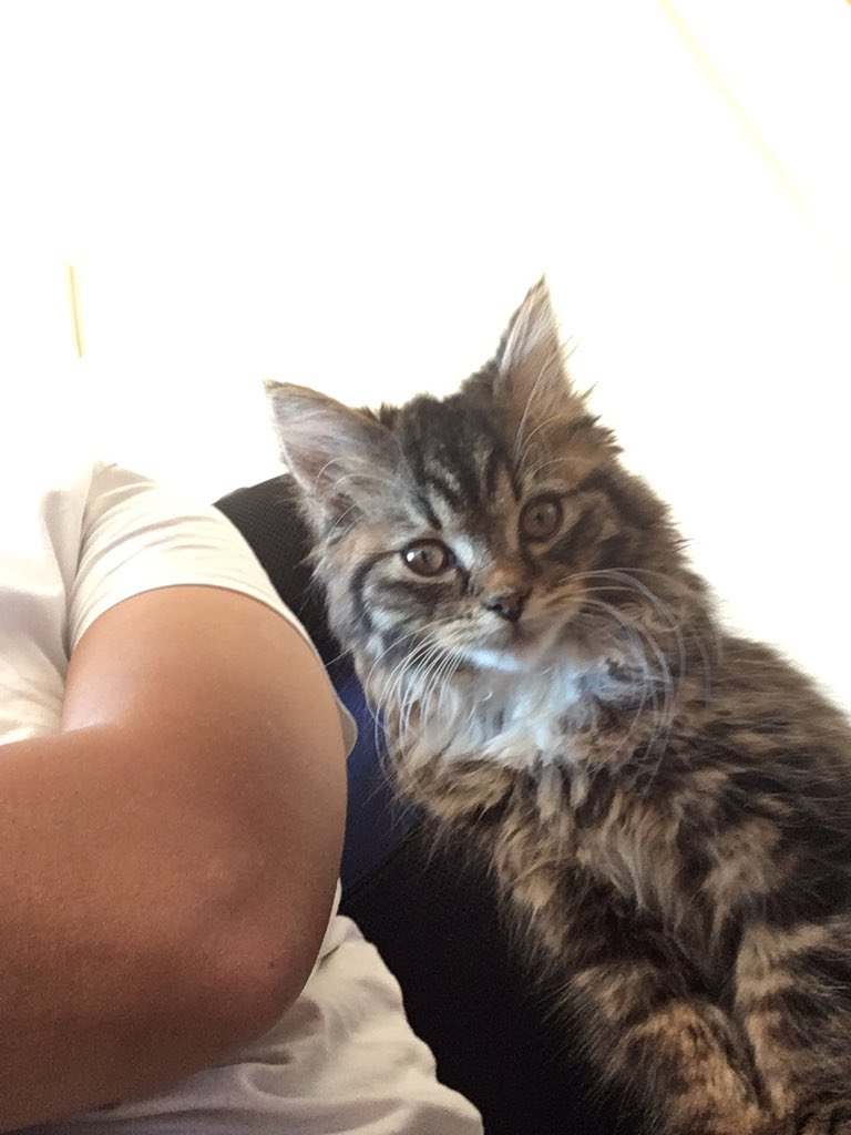 DigitalMgr's tweet photo. New colleague is very keen and wants to shadow me in all my meetings! #kittens #catlife #wfhwithpets https://t.co/Td5MaJKIx5