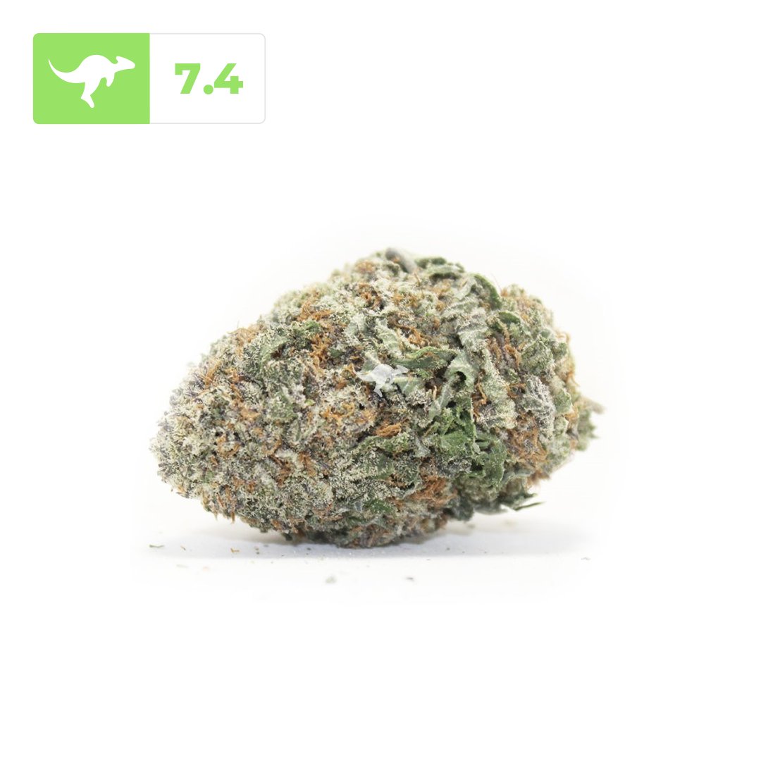 canngaroo's tweet image. Purple Diesel | #purplediesel
•⠀⠀⠀⠀
Purple Diesel has a sweet, berry, and diesel profile that will have you feeling happy, uplifted, energetic, and focused. 
• 
Review strains and products on Canngaroo and earn rewards!⠀⠀⠀
•