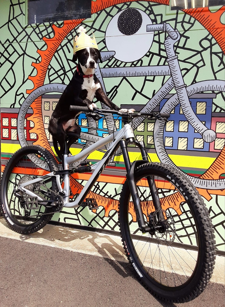 IbisCycles's tweet photo. All hail the king! Tag someone with a trail dog who needs to see this.
📸: @revolutionbikesny
#IamOtis #traildog #ibiscycles #ibisripmoaf #ripmoaf https://t.co/qAHQx1FH4h