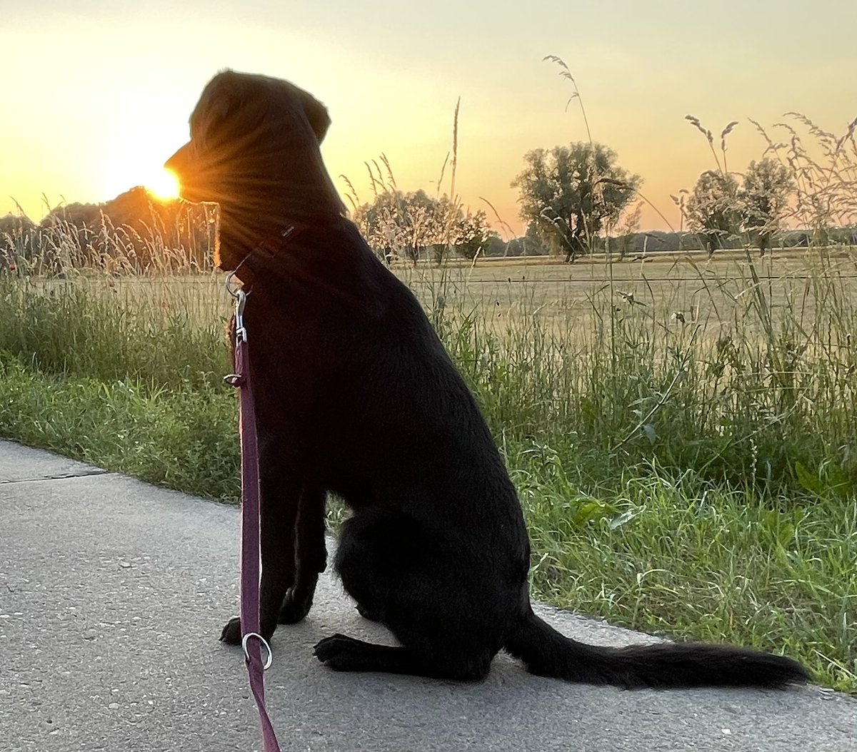 _fraukeentech_'s tweet photo. Sonnenuntergang https://t.co/NKGe9AyHNE