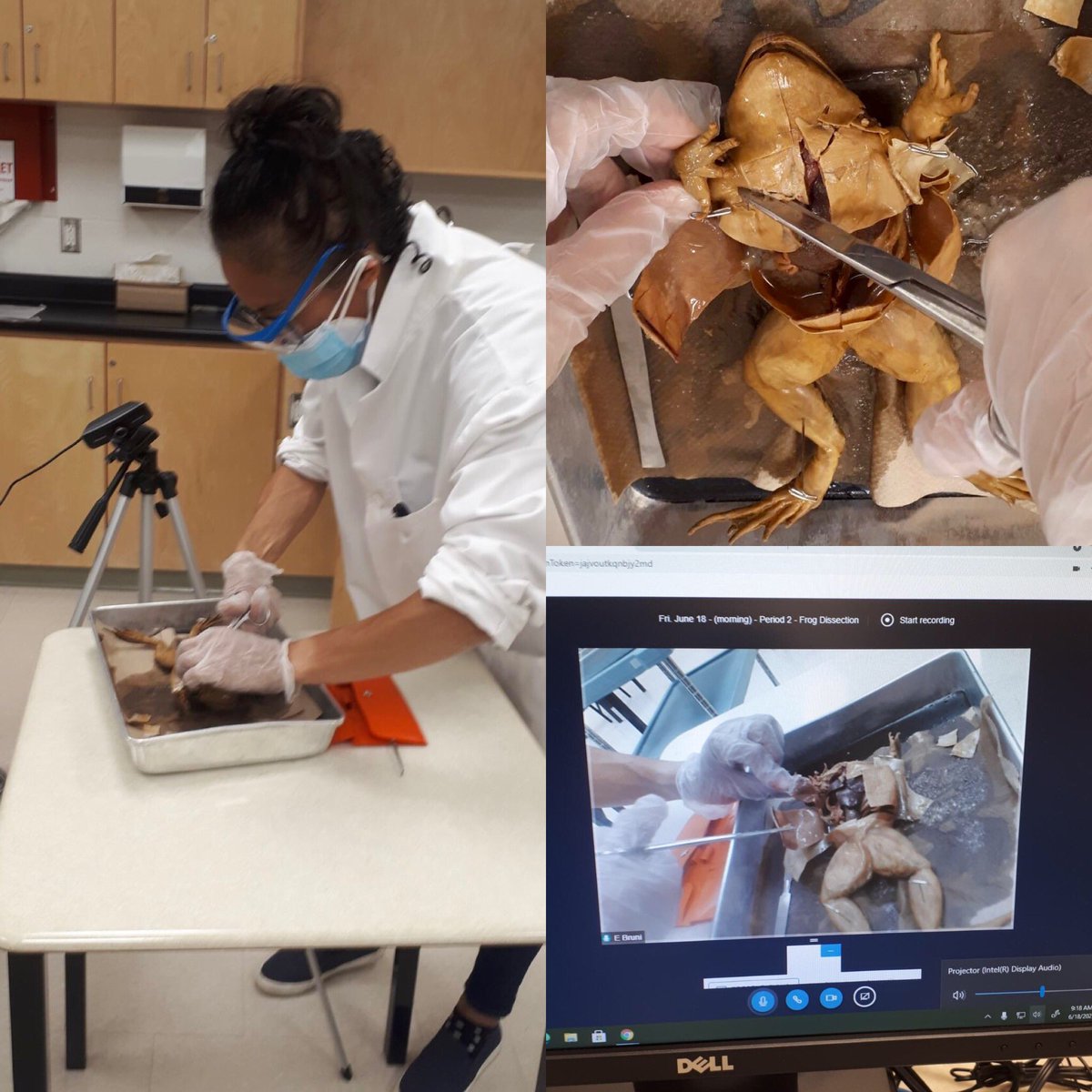 MsBruni5's tweet photo. Although not the same as being in class, Ss very appreciative to have at least a virtual dissection. Great job gr10s! #frog #organsystems https://t.co/pM2Ly4RYpU