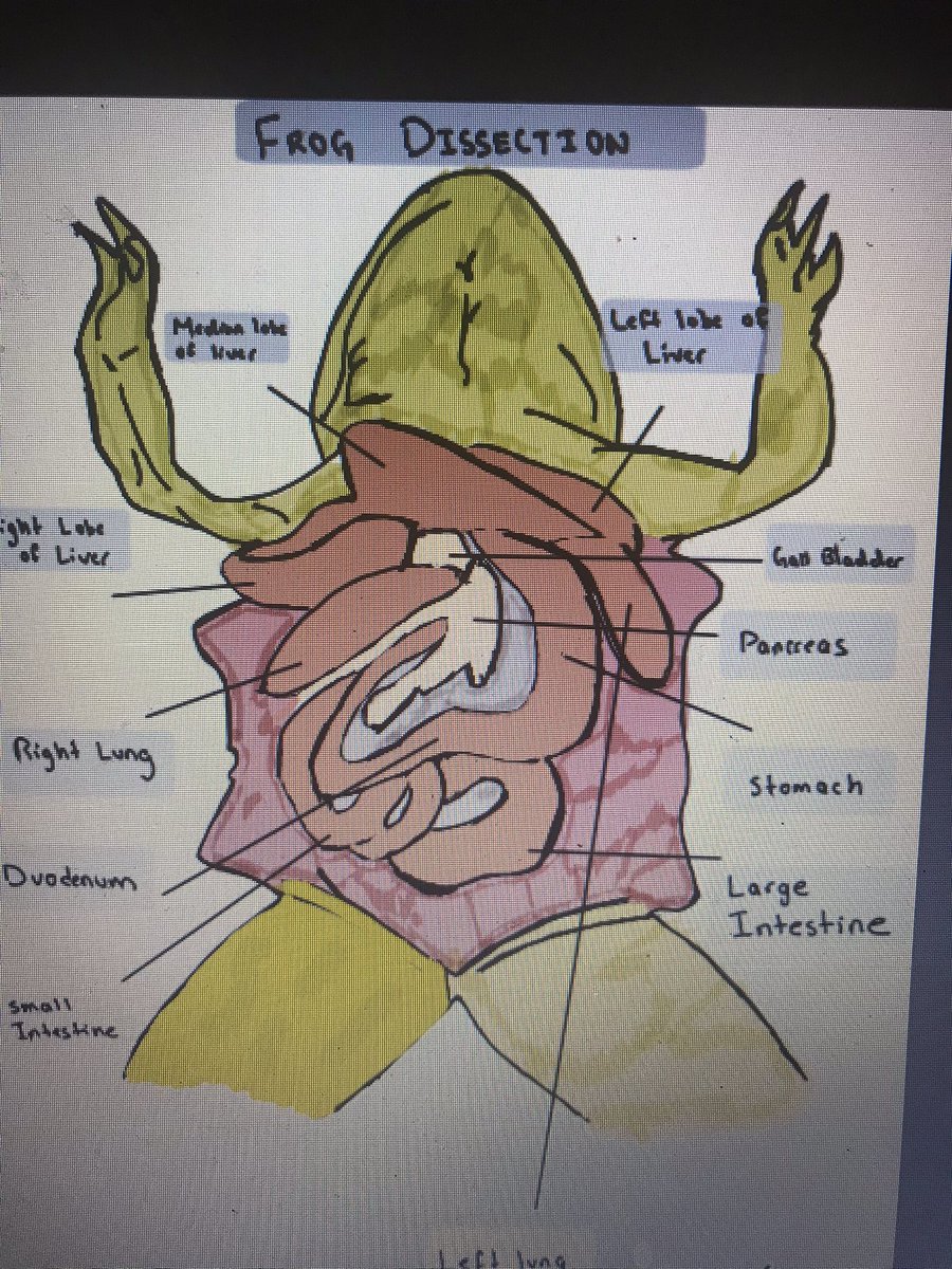 MsBruni5's tweet photo. Although not the same as being in class, Ss very appreciative to have at least a virtual dissection. Great job gr10s! #frog #organsystems https://t.co/pM2Ly4RYpU