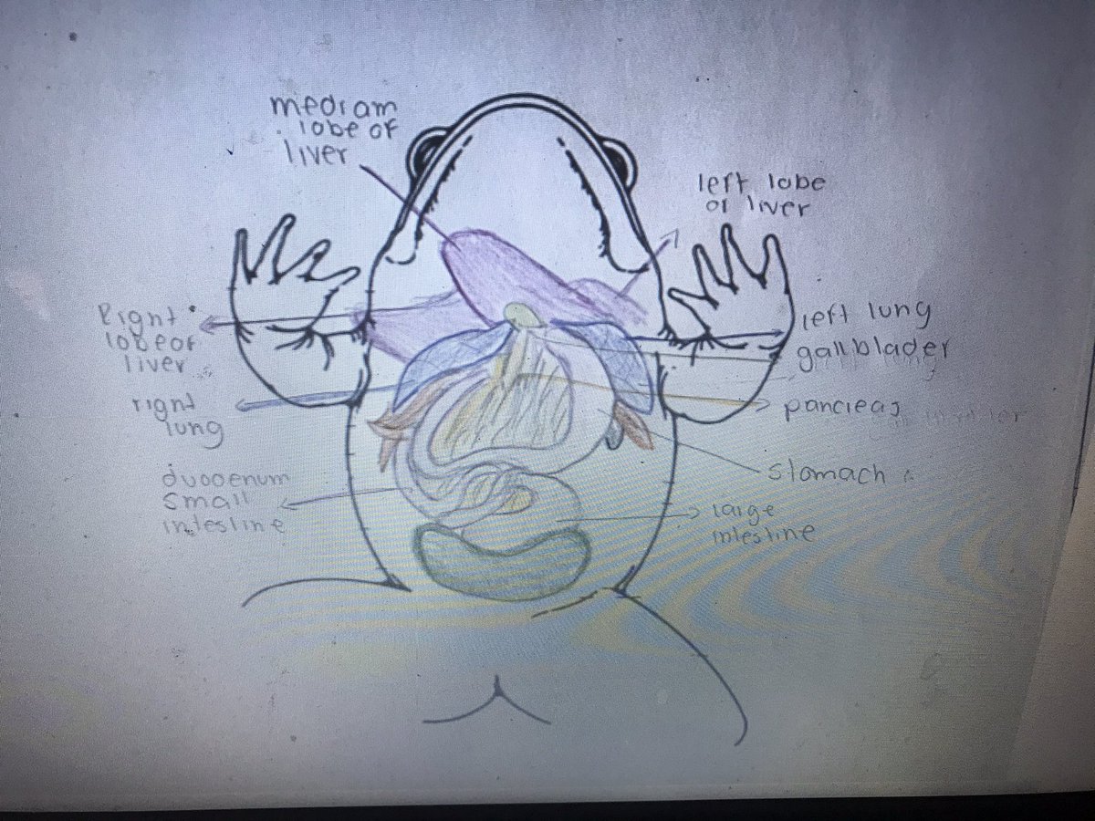 MsBruni5's tweet photo. Although not the same as being in class, Ss very appreciative to have at least a virtual dissection. Great job gr10s! #frog #organsystems https://t.co/pM2Ly4RYpU