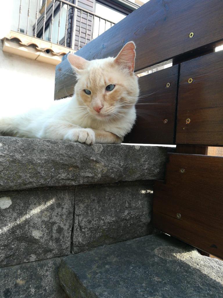 LauraAdsu's tweet photo. Hola! Aquest gatet NECESSITA ADOPCIÓ 🧡 ha aparegut fa 1 mes a una colònia de Caldes de Montbui. És molt carinyós i clarament necessita una casa. Ara mateix està al carrer, creiem que l’han abandonat. Un RT ajuda molt! Gràcies. https://t.co/FkMoXFP5UH