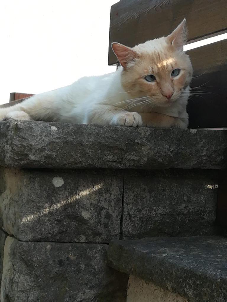 LauraAdsu's tweet photo. Hola! Aquest gatet NECESSITA ADOPCIÓ 🧡 ha aparegut fa 1 mes a una colònia de Caldes de Montbui. És molt carinyós i clarament necessita una casa. Ara mateix està al carrer, creiem que l’han abandonat. Un RT ajuda molt! Gràcies. https://t.co/FkMoXFP5UH