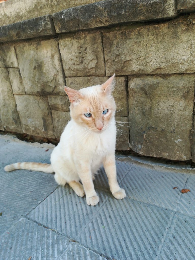 LauraAdsu's tweet photo. Hola! Aquest gatet NECESSITA ADOPCIÓ 🧡 ha aparegut fa 1 mes a una colònia de Caldes de Montbui. És molt carinyós i clarament necessita una casa. Ara mateix està al carrer, creiem que l’han abandonat. Un RT ajuda molt! Gràcies. https://t.co/FkMoXFP5UH