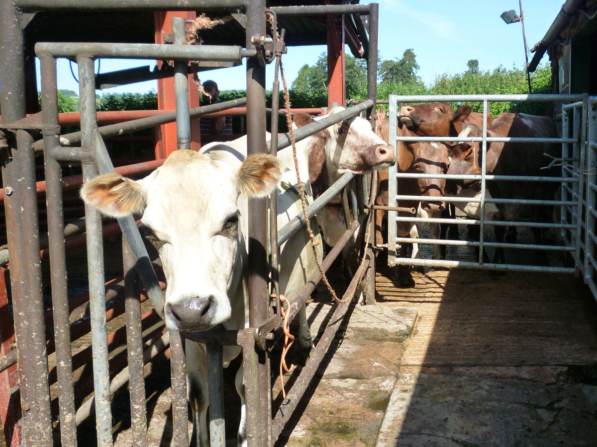 WooffRachel's tweet photo. #contiguous #tbtesting #toughweek #mentalhealth  #clear #tears😮‍💨 #relief #guilt 😟because its not ok for everyone else. #WeAreWelshFarming #Thankyou for all your support. https://t.co/akceWRj0OC