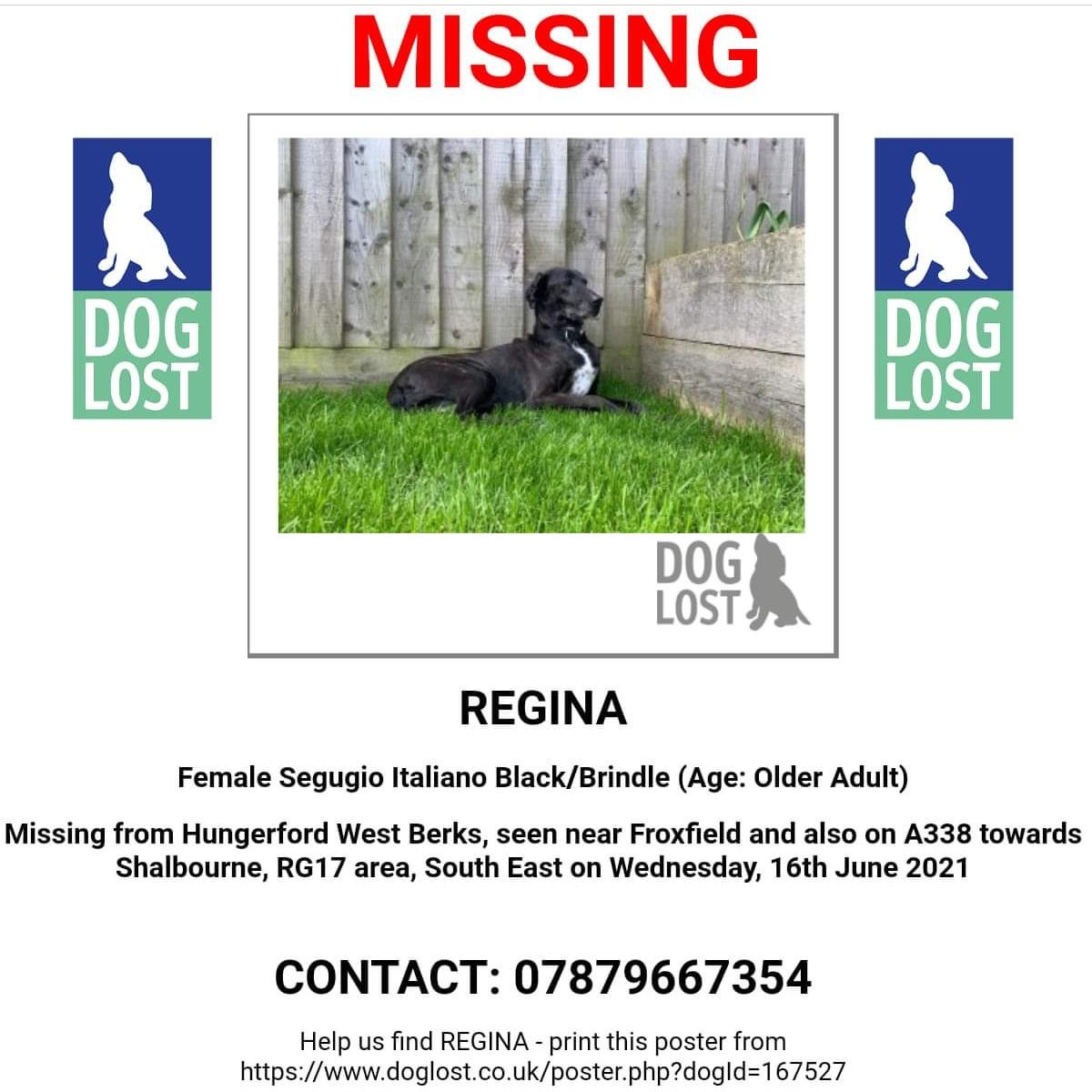 AlanDaffern's tweet photo. Name: Regina 
Gender/Breed: #Spayed Female #SegugioItaliano 
Marks: Black/Brindle with White chest  has left ear damage, 3rd digit left paw damaged and a docked tail 
Date #Lost: 16/06/21
Area: #Hungerford #WestBerks seen near #Shalbournre /#Froxfield 
https://t.co/s1ELjr8nun https://t.co/tvd180o1JA