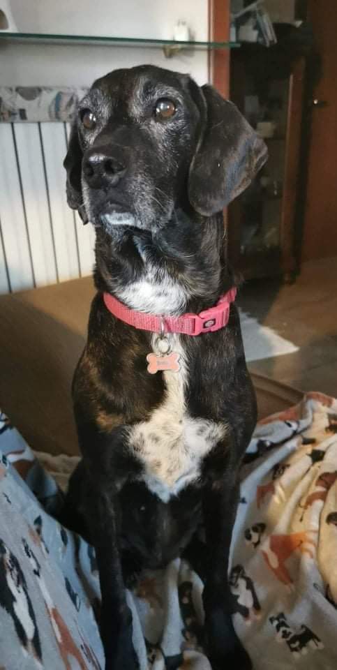 AlanDaffern's tweet photo. Name: Regina 
Gender/Breed: #Spayed Female #SegugioItaliano 
Marks: Black/Brindle with White chest  has left ear damage, 3rd digit left paw damaged and a docked tail 
Date #Lost: 16/06/21
Area: #Hungerford #WestBerks seen near #Shalbournre /#Froxfield 
https://t.co/s1ELjr8nun https://t.co/tvd180o1JA