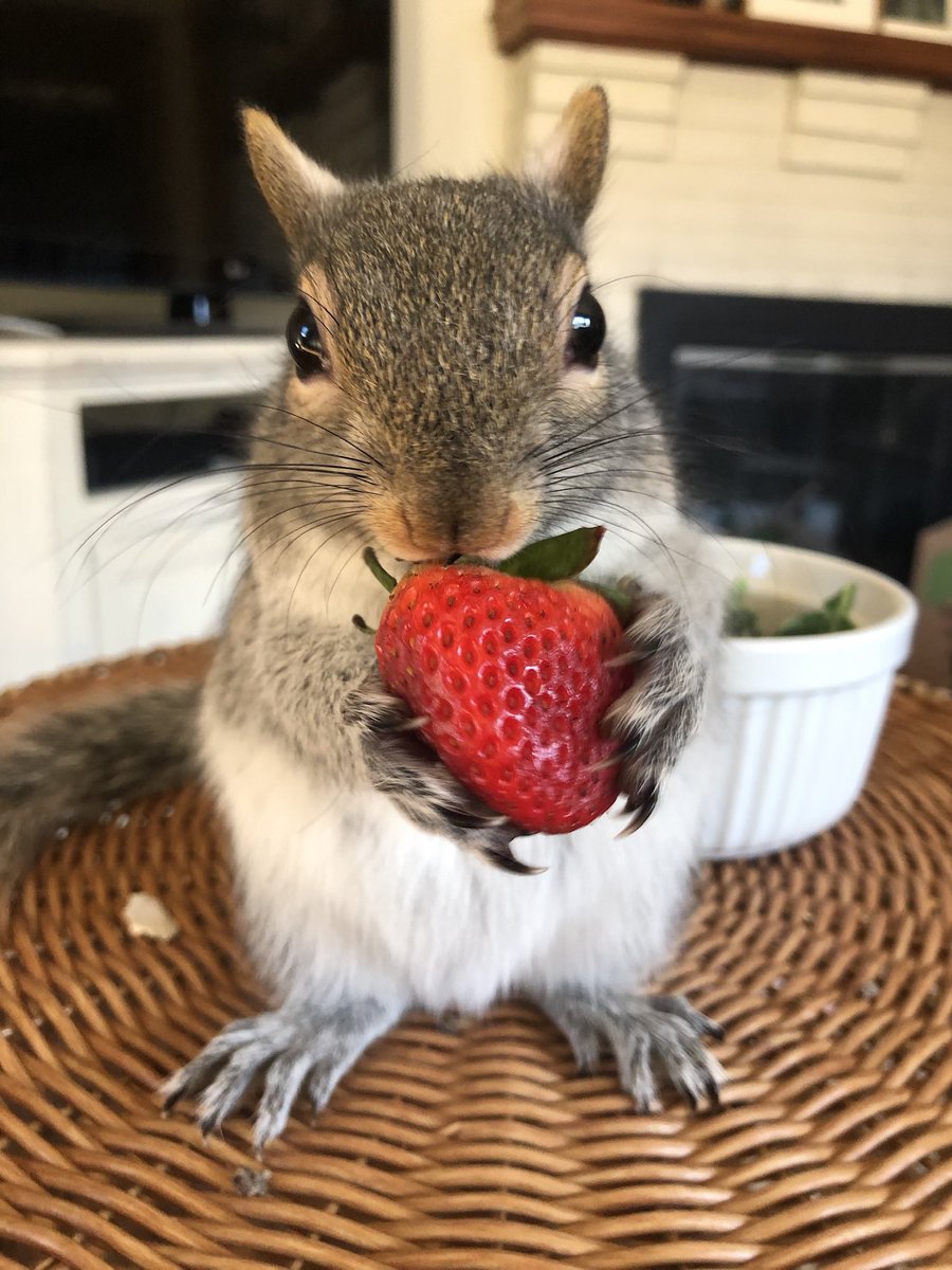 Boston_Wildlife's tweet photo. ๐๐ฟ๐ฅIs wildlife rehabilitation expensive.. you bet it is! Donโt squirrels just eat nuts? No way! Too much calcium can lead to hypercalcemia, + complications of improper diet.
#goldenboughwildlife,#wildliferehab,#boston,#wildlfediet,#squirrelsnack ,#urbanwildlife,#squirrel https://t.co/fElh6ryBBr