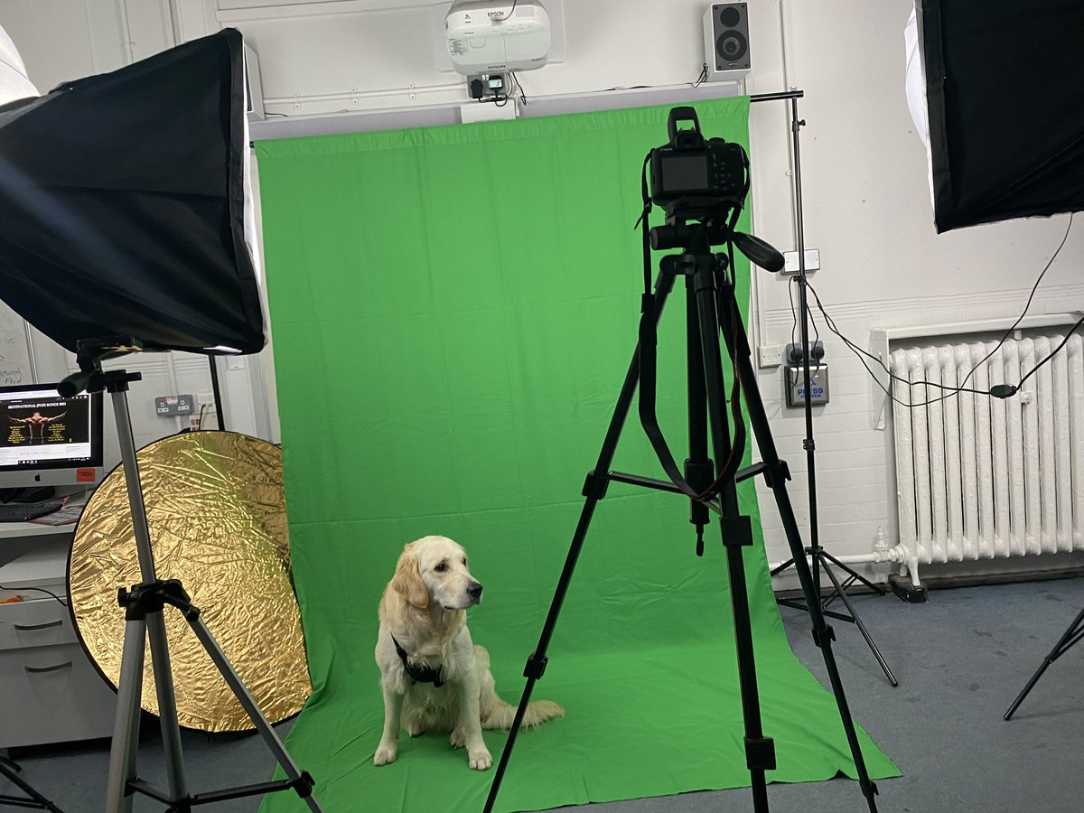 Our lovely therapy dog Theo taking part ❤️ @TBAPBridge @seamusoates