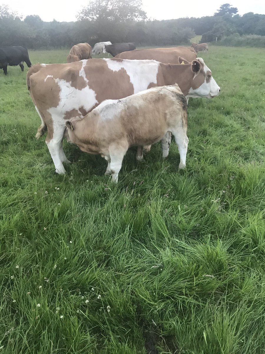com_wjs's tweet image. This old girl doing a nice job on ch4159 Loki twins at the petrol pumps 👍👍👍👌👌