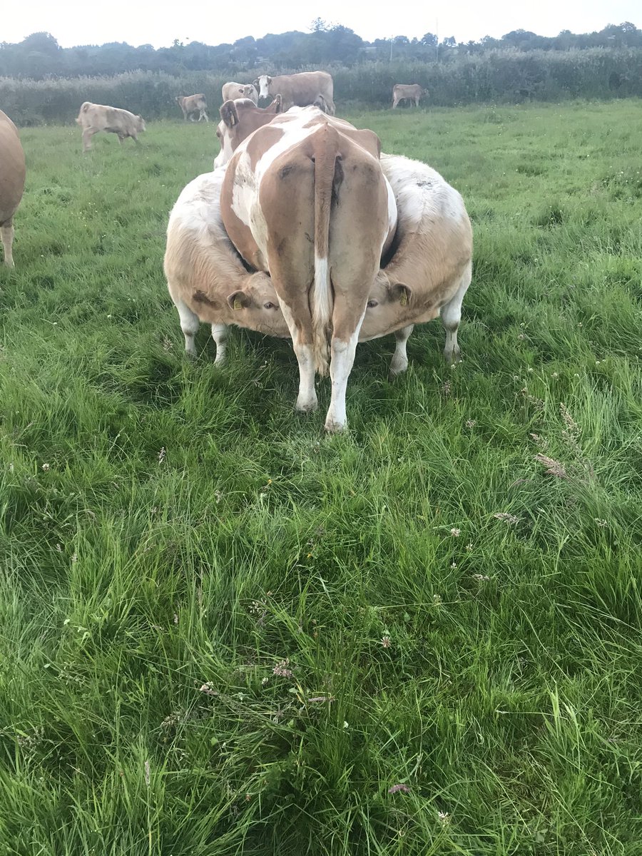 com_wjs's tweet image. This old girl doing a nice job on ch4159 Loki twins at the petrol pumps 👍👍👍👌👌