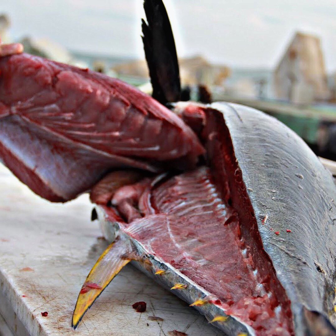 perfect_cast_'s tweet photo. Anyone have some soy sauce? #fishing #fishingdaily #fishlife #fishinglife #fishoftheday #saltwaterfishing #freshwaterfishing #anglers #perfectcast #catchemup #catchandrelease #fishingaddicts #anglerlife #fisherman #fishingpole #fisherwoman #fishingpics #fishingcommunity #Tuna https://t.co/ezF9NsrcEg