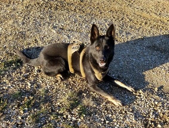 edmontonpolice's tweet image. EPS would like to send our condolences to the High Prairie RCMP as they mourn the loss of PSD Jago. Thank you, PSD Jago, for the all of the hard work you put into protecting your community and your partner. You will be missed.