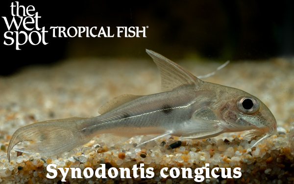 The Wet Spot Tropical Fish tweet media