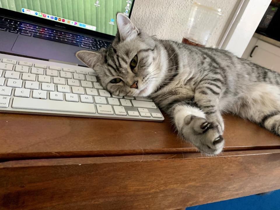 Talk about a relatable #WorkFromHome pet. Featuring our very own Sam Hudock’s adorable, yet sassy, cat. 🐱