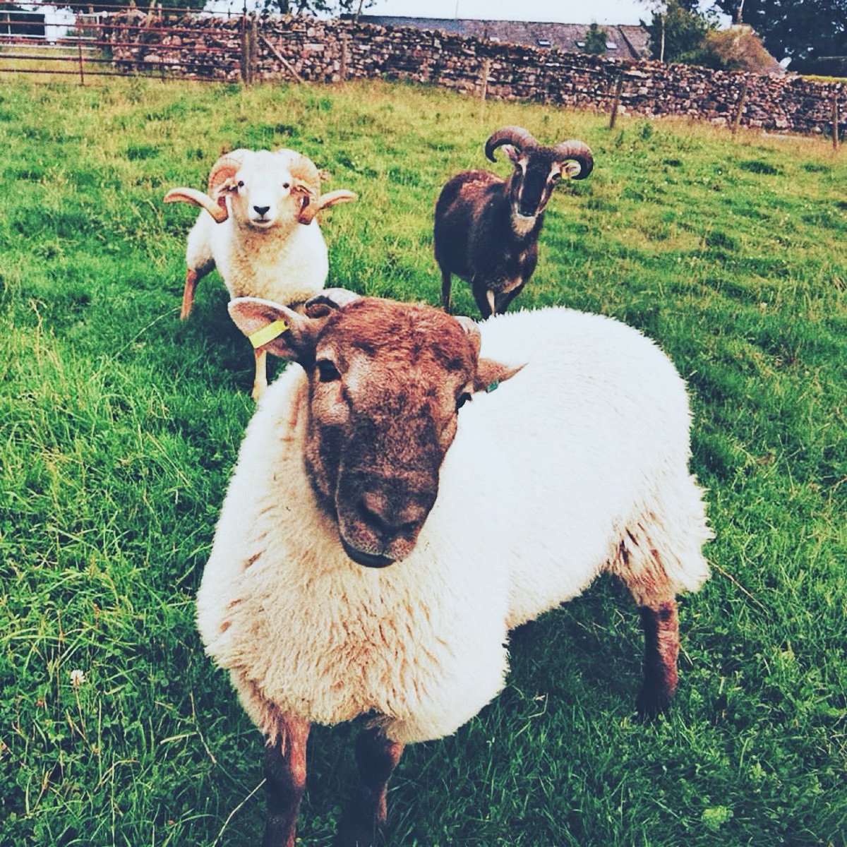 Roast Mutton tweet media