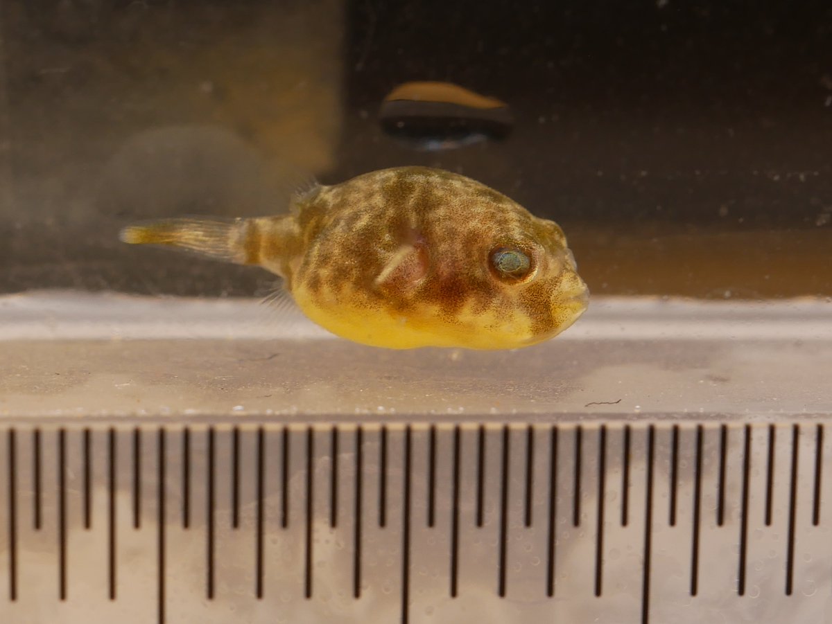 京都淡水フグ繁殖研究所 体格が丸いので飛ばないイメージが強いのでしょうか 飼育者が思っている以上に飛びますね サリバトールも1cmくらいになると横に1m以上は飛びますし 京都淡水フグ繁殖研究所 体格が丸いので飛ばないイメージが強いのでしょうか 飼育者が思っている以上に飛びますね サリバトールも1cmくらいになると横に1m以上は飛びますし