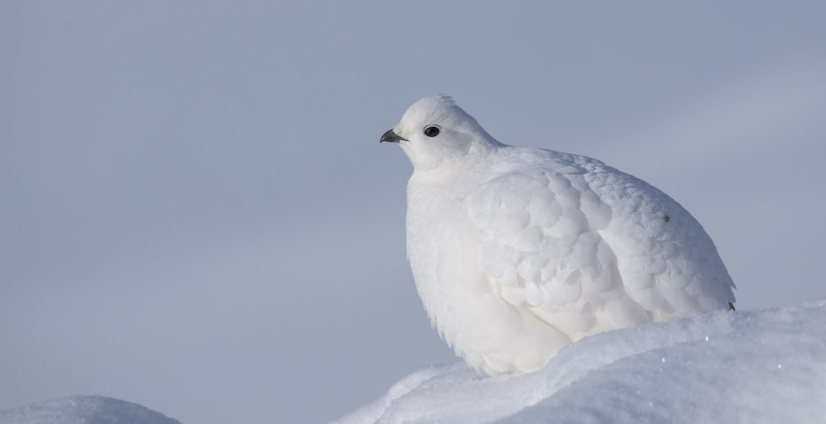 Ubermoogle's tweet image. 12/14 
White-tailed Ptarmigan
Photographed at Highwood Pass back in 2016, the light, the bird, and the environment all collaborated to make the perfect image. I just happened to be there. 
#WhiteTailedPtarmigan #pentaxK5 #sigma150500 #bird_photography #birding #photoaday