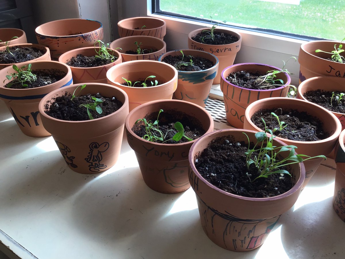 MandyMurph0024's tweet photo. Students in 2M are scientists! Our week has been full of plants and butterflies 🦋🌷 https://t.co/XrYSRjlsis