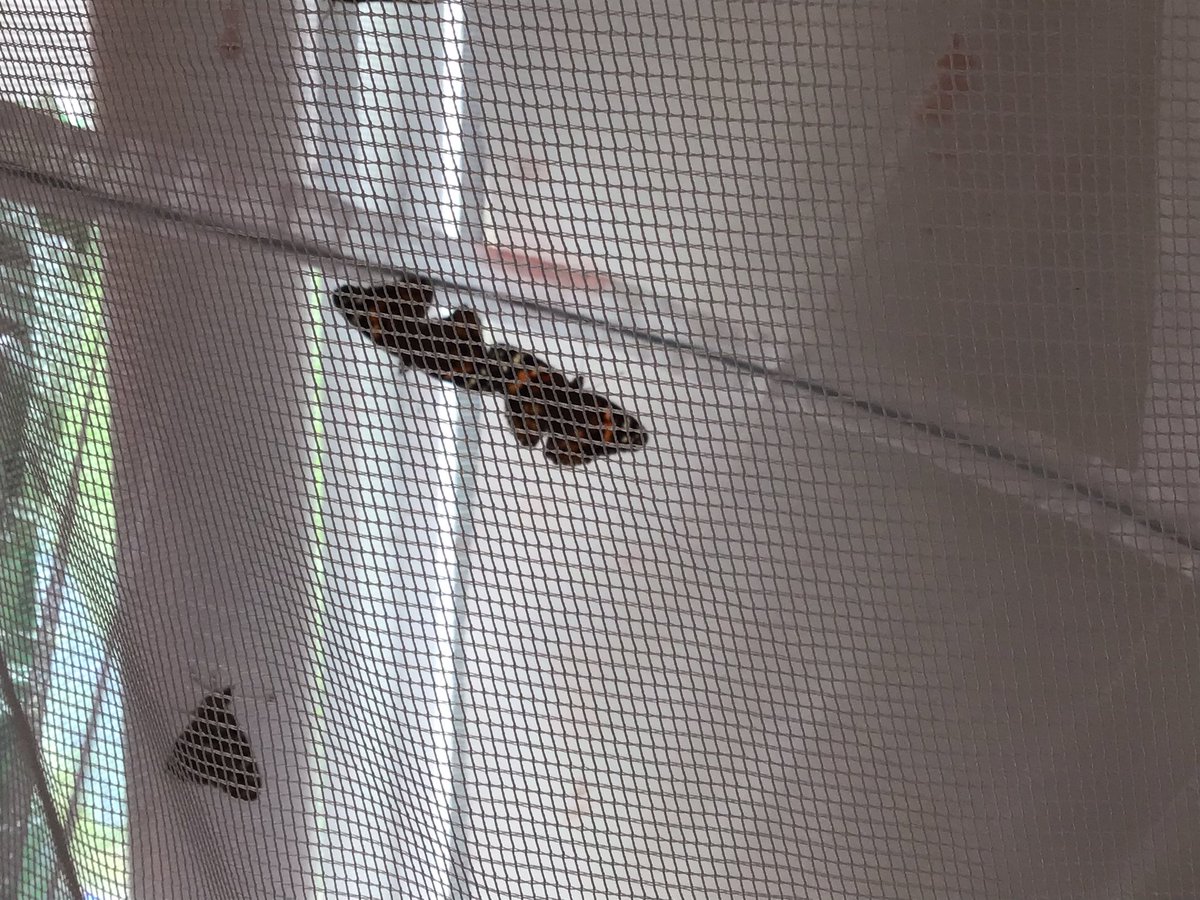 MandyMurph0024's tweet photo. Students in 2M are scientists! Our week has been full of plants and butterflies 🦋🌷 https://t.co/XrYSRjlsis
