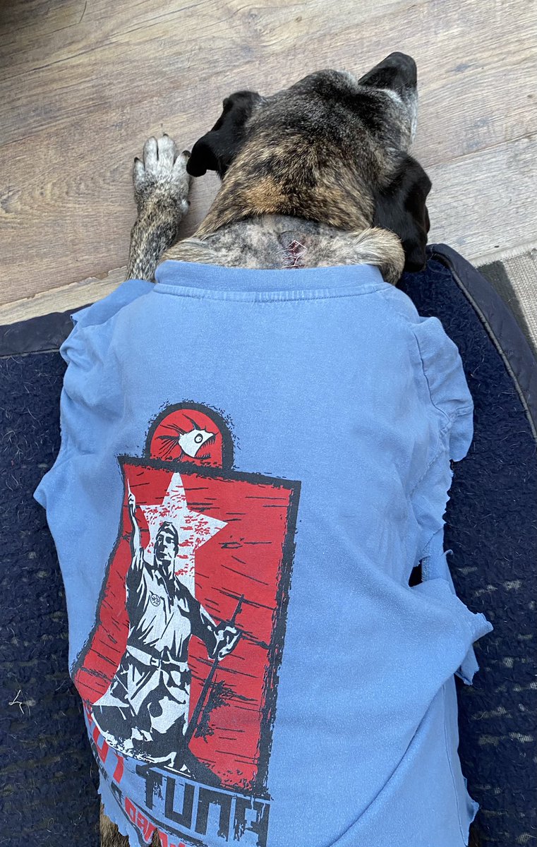 GeoffLil's tweet image. Hi frens. Lil here. I had to have a op on my nasty lump. I was brave. I am now home wiv my fam. Then they put a t shirt on me to stop Geoff lickin me stitches Bol!