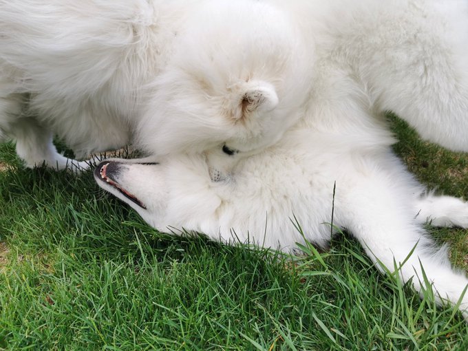 3 pic. Luna and Loki are relationship goals ? https://t.co/wDzujsnF2X