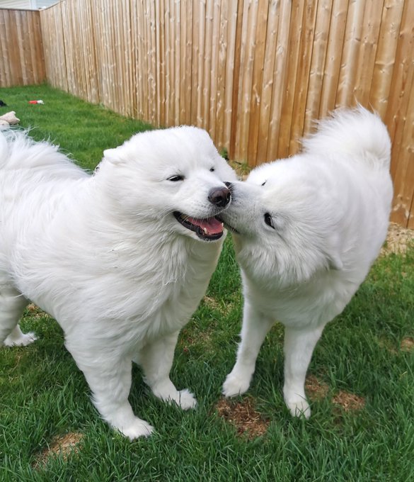 1 pic. Luna and Loki are relationship goals ? https://t.co/wDzujsnF2X