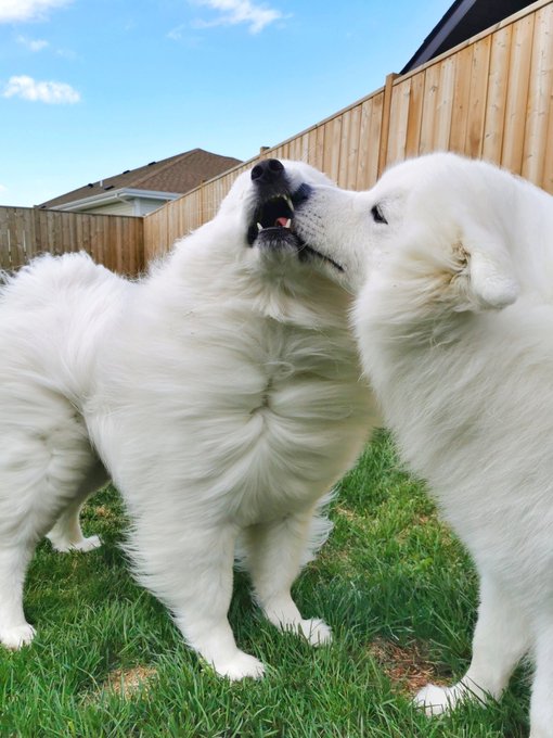 2 pic. Luna and Loki are relationship goals ? https://t.co/wDzujsnF2X