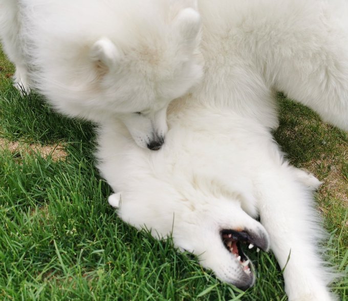 4 pic. Luna and Loki are relationship goals ? https://t.co/wDzujsnF2X