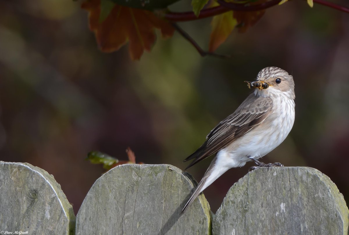 Spotted Flycatcher ,Ballylanders Co.Limerick 18/6/21
#spottedflycatcher