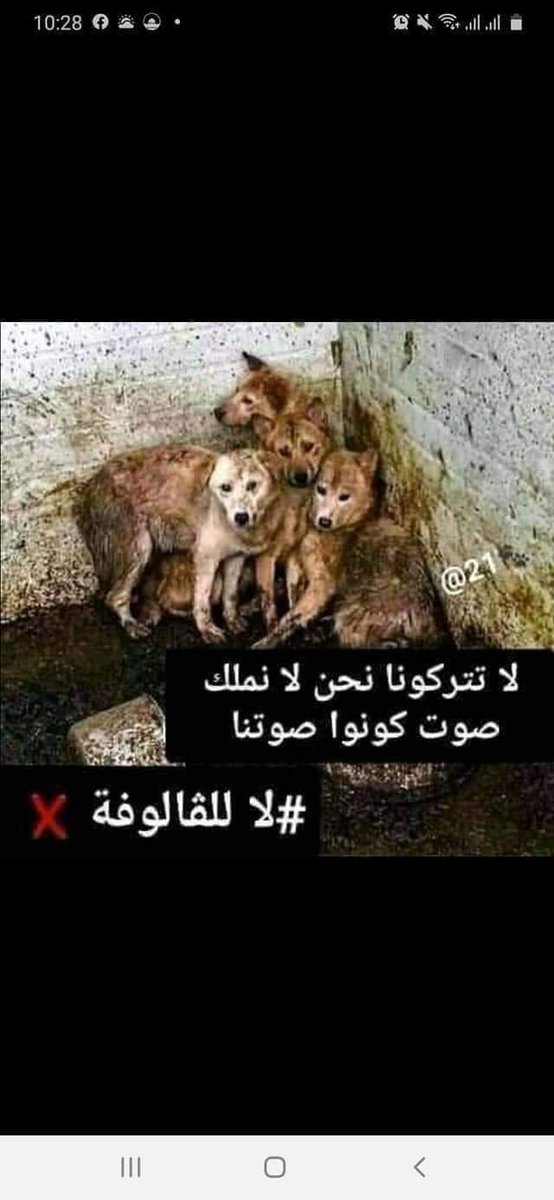 mwaleed_o's tweet photo. اللهم استودعناك كلاب وقطط الجزاير اللهم نجيهم من القوم الظالمين وحسبنى الله ونعم الوكيل https://t.co/jUDVY990lh